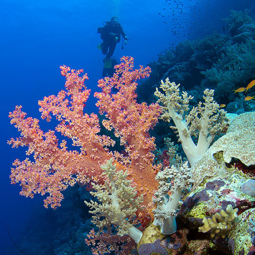Soft Coral in the front with two divers in the background