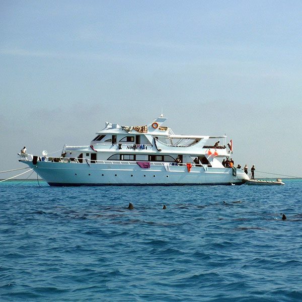 Daily boat with Dolphins in the front