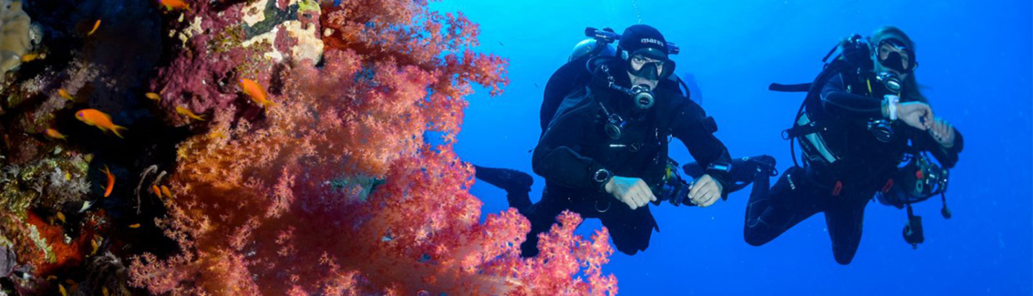 Two Diver on the right, corals on the left